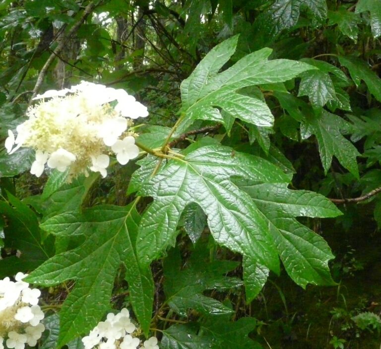 Flowers and oak-shaped leaves