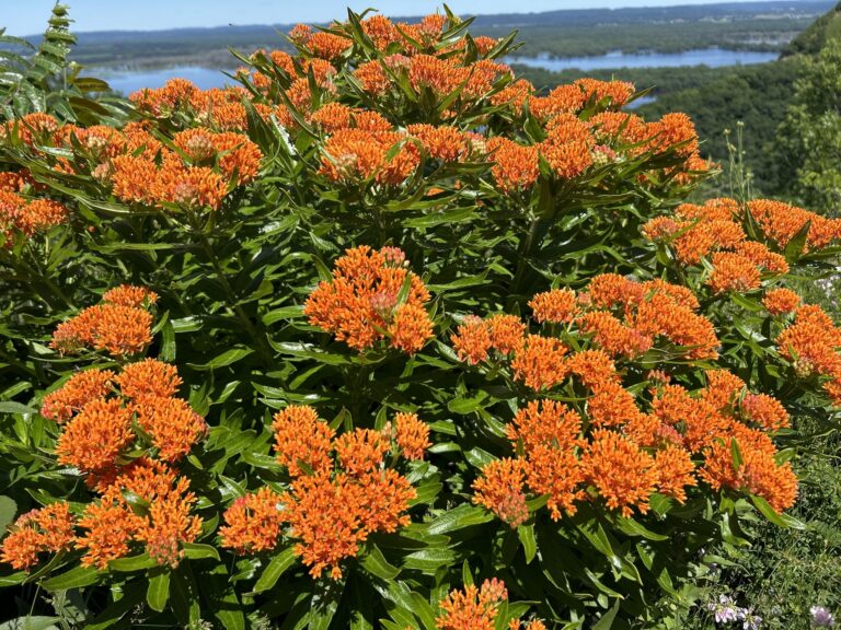 A sea of orange