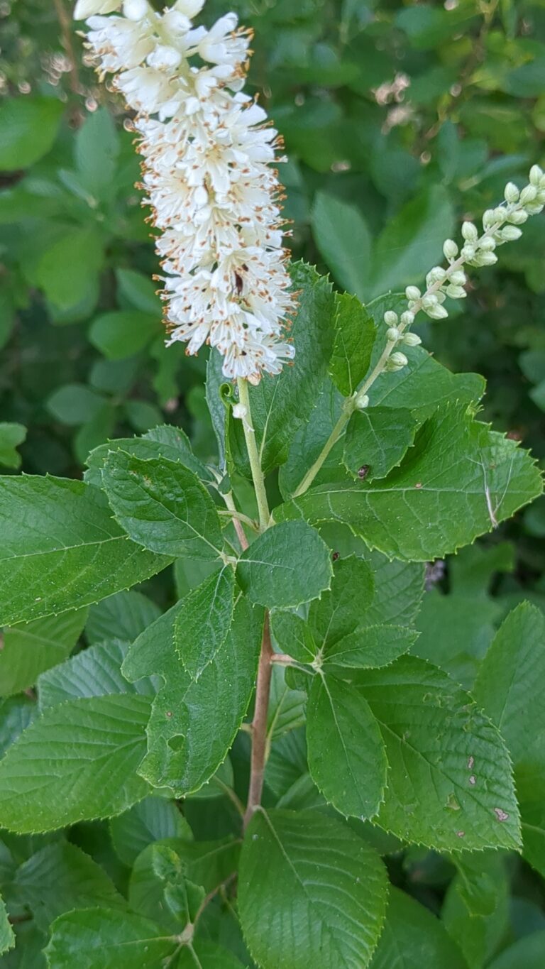 Flower spike