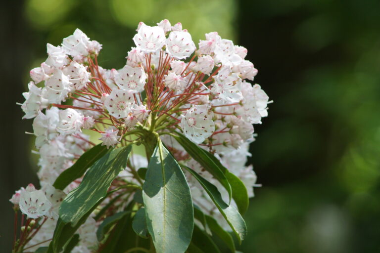 Flower cluster